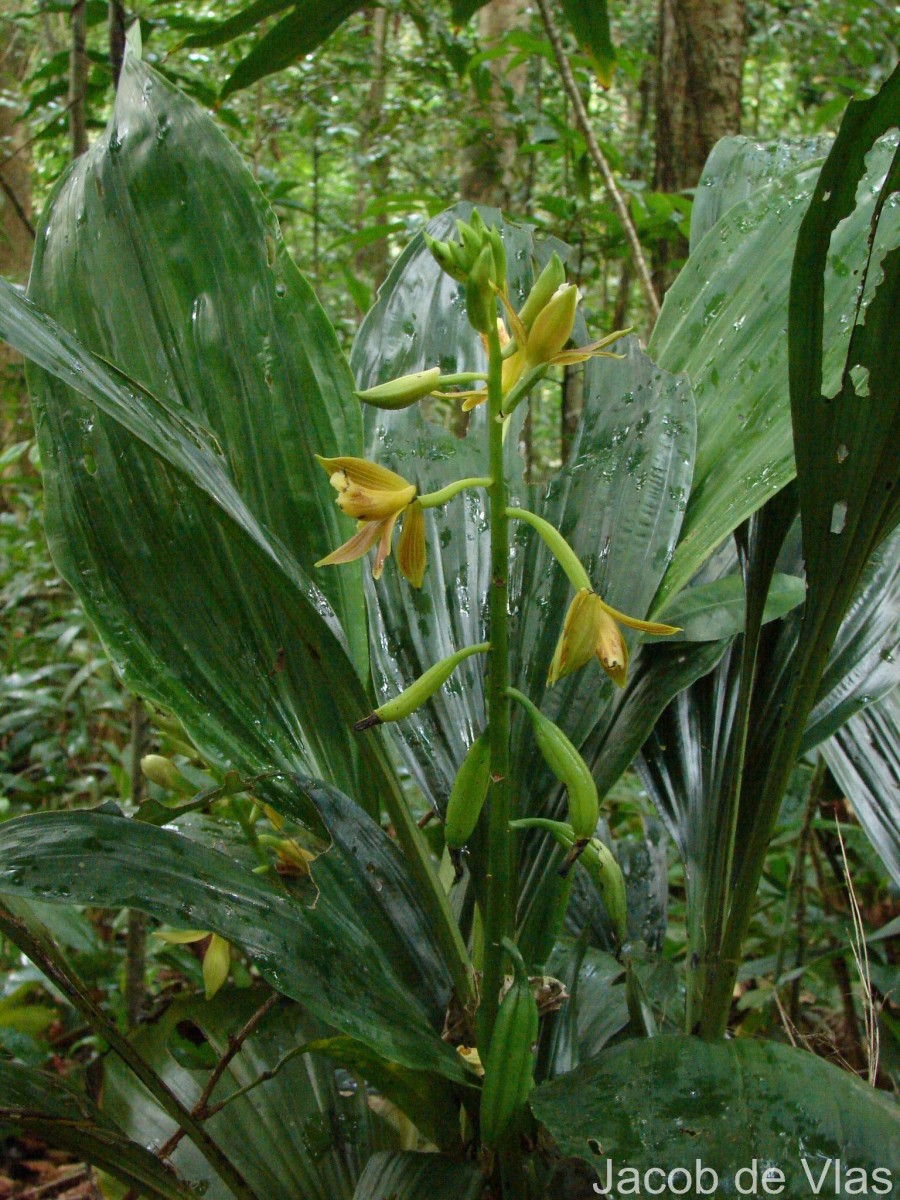 Phaius luridus Thwaites